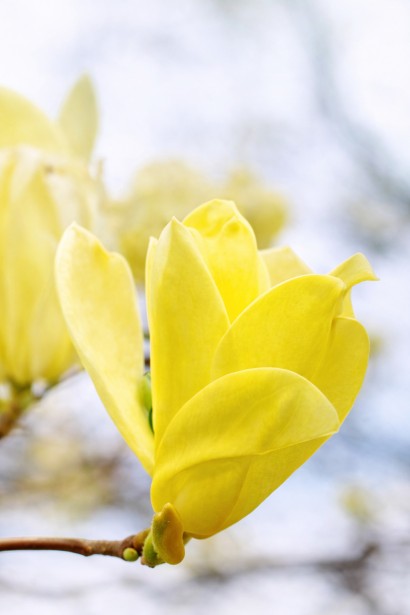 Магнолія Butterflies квітка